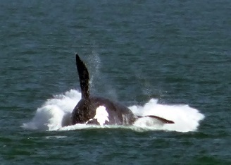 Comienza la temporada de ballenas en Uruguay